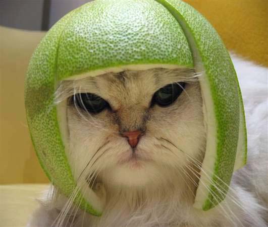 kocka_s_slupkou_od_citronu_na_hlave_i.jpg